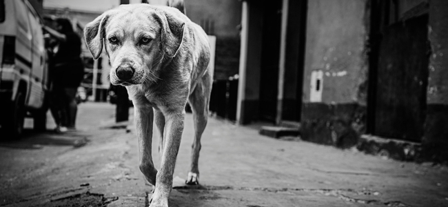 sokak-hayvanlari sokak-hayvanlari