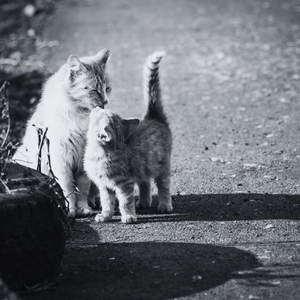 sokak-hayvanlari2 sokak-hayvanlari2