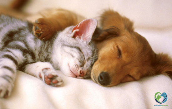 sahiplendirme sahiplendirme